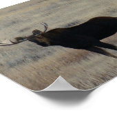 M4 ビッグブル ムース ポスター (角)