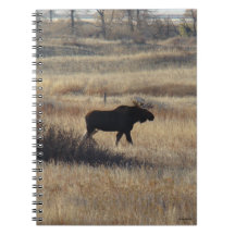 M5ブルムースアンドサンドヒルズ