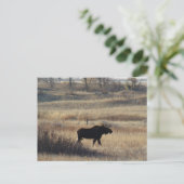 M5ブルムース ポストカード (スタンド正面)