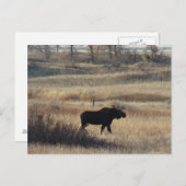 M5ブルムース ポストカード (正面/裏面)