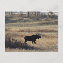 M5ブルムース ポストカード