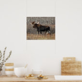 M8 スクラブブラシの中の巨大なムース ポスター (キッチン)