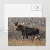 M8 ワイルドな雄のムース ポストカード (正面/裏面)