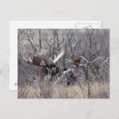 M9ブルムースレイ ポストカード (正面/裏面)