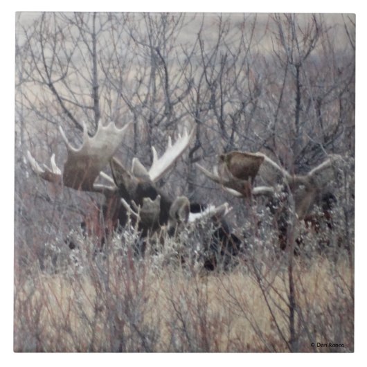 M9 バル Moose が横になる タイル (正面)