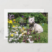 Mac、ウエストハイランドホワイトテリアウェスティー ポストカード (正面/裏面)