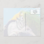 Macawカラフル顔はがき ポストカード (裏面)