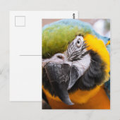 Macawクローズアップ葉書 ポストカード (正面/裏面)