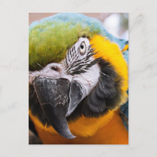 Macawクローズアップ葉書 ポストカード (正面)