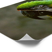 Macaw Parrotフォトポスター ポスター (角)