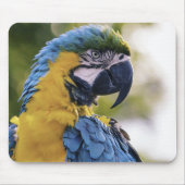 Macaw Parrot Profile Portrait Photograph マウスパッド (正面)