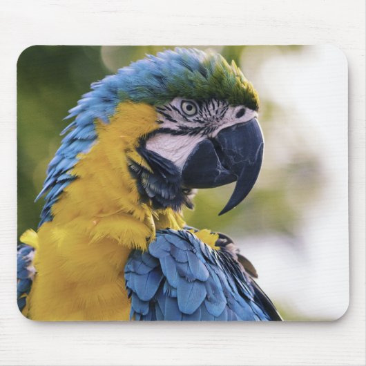 Macaw Parrot Profile Portrait Photograph マウスパッド (正面)