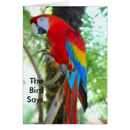 Macaw Photography on Uplifting Card