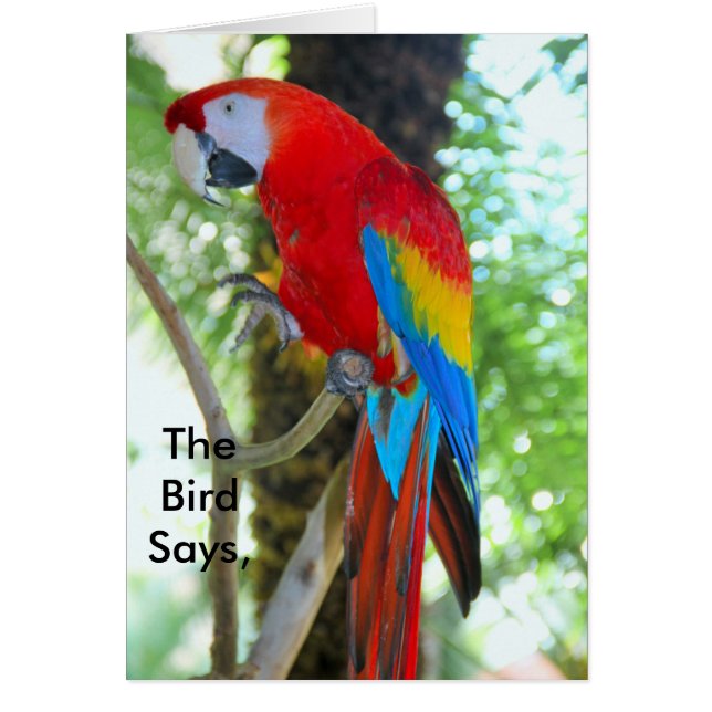 Macaw Photography on Uplifting Card (正面)