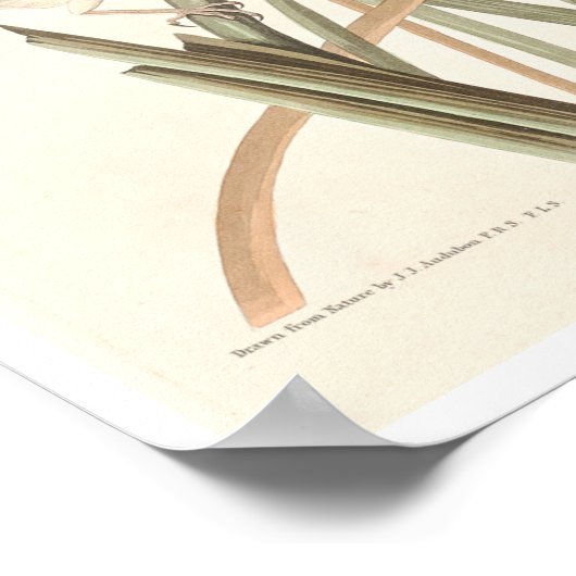 MacGillivray's Finch by Audubon Poster ポスター (角)