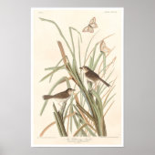 MacGillivray's Finch by Audubon Poster ポスター (正面)