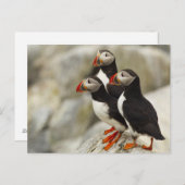 Machiasのニシツノメドリはを離れて島を密封します ポストカード (正面/裏面)