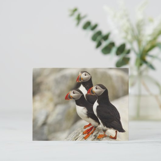 Machiasのニシツノメドリはを離れて島を密封します ポストカード (スタンド正面)