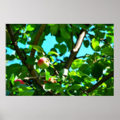 MacIntosh Apple On Tree Ile Doorns Poster ポスター (正面)