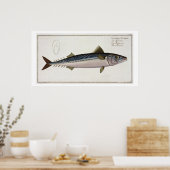 Mackerel(Scomber Scomber)プレートLIV（「一世」） ポスター (キッチン)