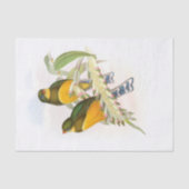 Macklot's Trogon, Decompage 薄葉紙 (正面)