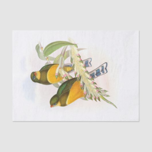 Macklot's Trogon, Decompage 薄葉紙 (正面)