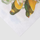 Macklot's Trogon, Decompage 薄葉紙 (詳細)