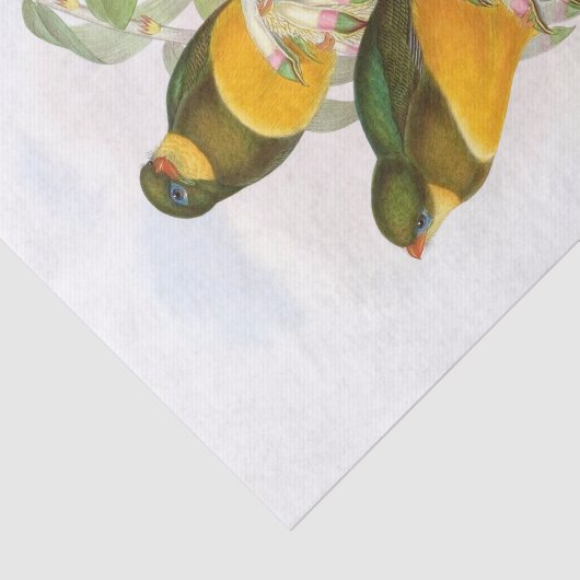 Macklot's Trogon, Decompage 薄葉紙 (詳細)