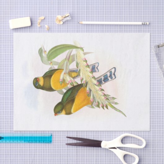 Macklot's Trogon, Decompage 薄葉紙 (クラフト)