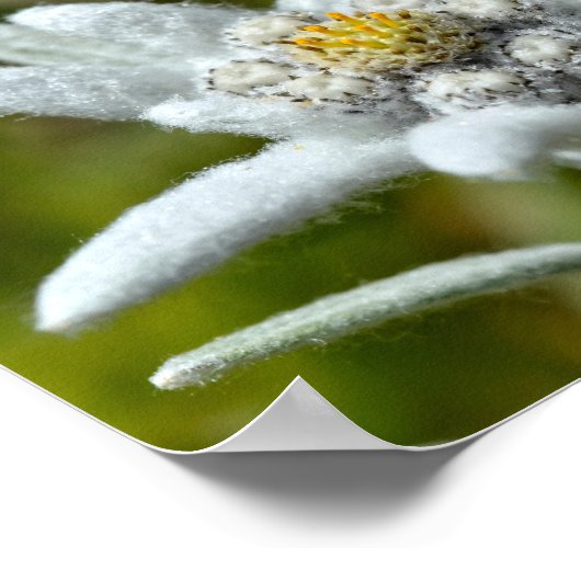 Macro of edelweiss flower foil ポスター (角)