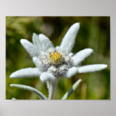 Macro of edelweiss flower foil ポスター (正面)