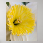 Macro Up Close Yellow Daffodil Flower Photography ポスター (正面)