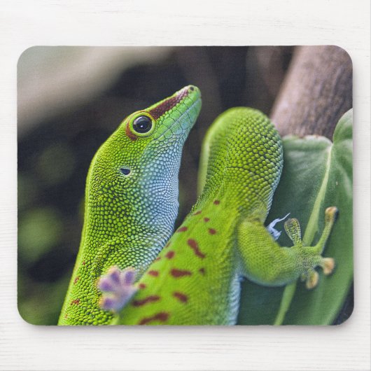 Madagascar day gecko マウスパッド (正面)