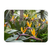Madeira - Birds of Paradise マグネット (横)
