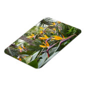 Madeira - Birds of Paradise マグネット (左側)