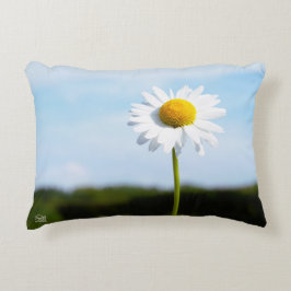 Madelief rechtop geisoleerd in de natuur. アクセントクッション