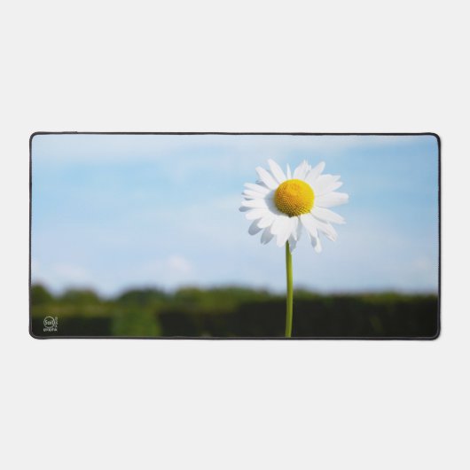 Madelief rechtop geisoleerd in de natuur. デスクマット (正面)
