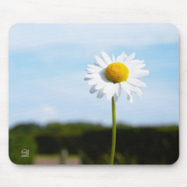 Madelief rechtop geisoleerd in de natuur. マウスパッド