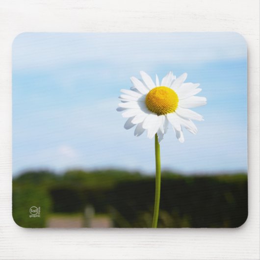 Madelief rechtop geisoleerd in de natuur. マウスパッド (正面)