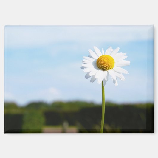 Madelief rechtop geisoleerd in de natuur. マグネット (正面)