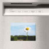 Madelief rechtop geisoleerd in de natuur. マグネット (インサイチュ (食洗機))