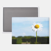 Madelief rechtop geisoleerd in de natuur. マグネット (正面/裏面)