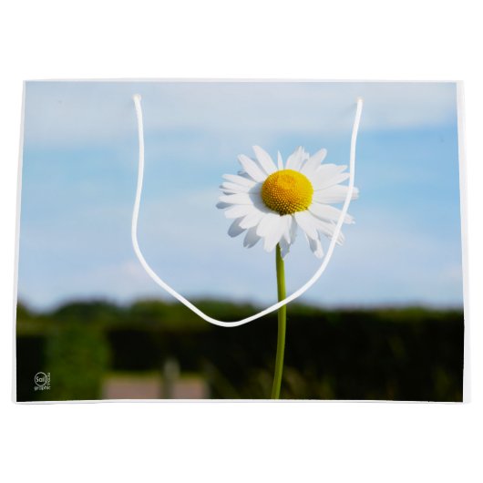 Madelief rechtop geisoleerd in de natuur. ラージペーパーバッグ (正面)