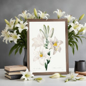 Madonna Lily from Choix ,Redouté.  ポスター