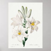 Madonna Lily from Choix ,Redouté.  ポスター (正面)