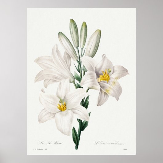 Madonna Lily from Choix ,Redouté.  ポスター (正面)