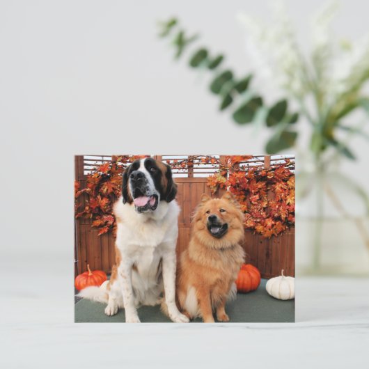 Mae - St Bernard and Cinny - Chow Photo-4 ポストカード (スタンド正面)
