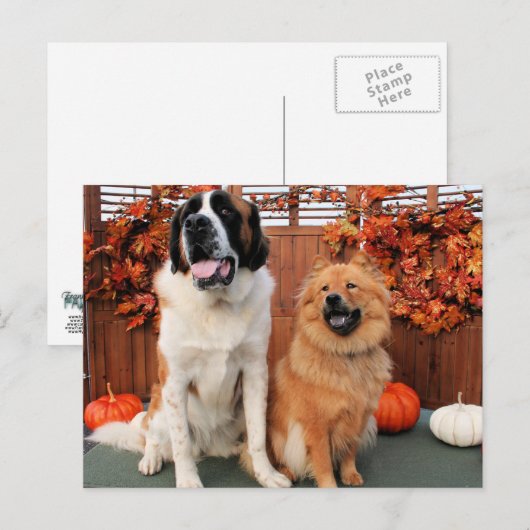 Mae - St Bernard and Cinny - Chow Photo-4 ポストカード (正面/裏面)