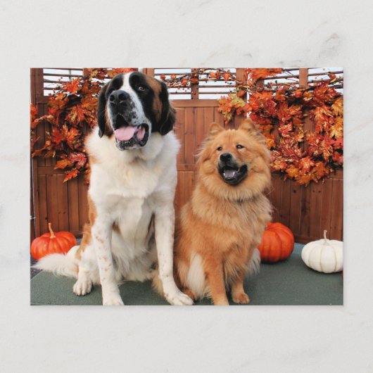 Mae - St Bernard and Cinny - Chow Photo-4 ポストカード (正面)