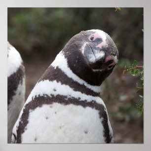 Magellanicのペンギンのポートレート ポスター